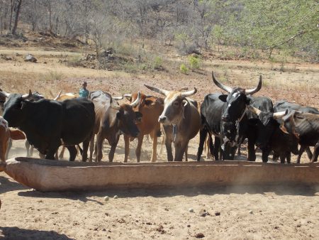 Established water points help reduce the number of human-animal conflicts. With a safe water source nearby, people no longer have to contend with crocodiles or other dangerous animals that may be lurking in rivers or lakes. In addition, community water points are surrounded by a fence and livestock are provided with water from a selected area.