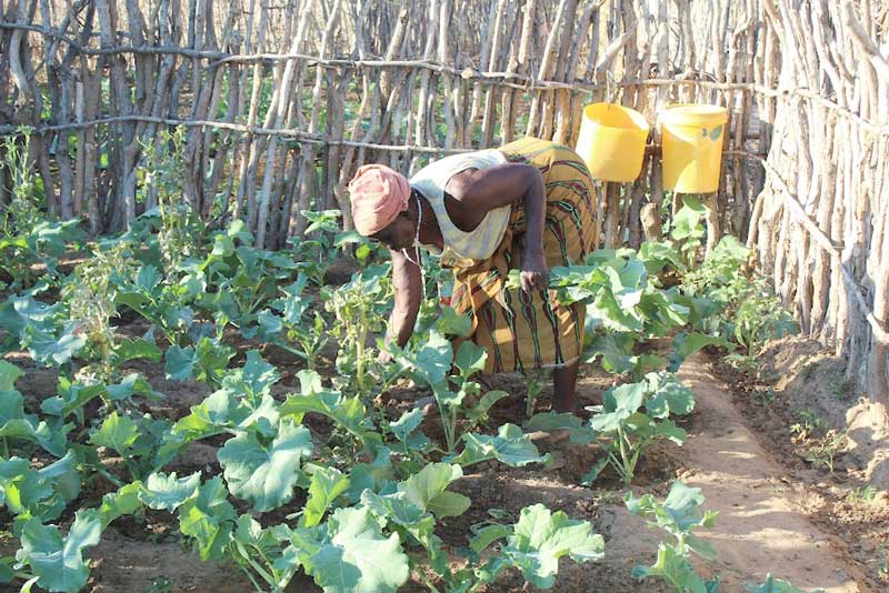 A senior woman working in her farm